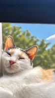 Kyanwa Mata 'Yar Gauraye Ta Turkish Angora, Watan 6-12 - 3