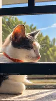 Kyanwa Mata 'Yar Gauraye Ta Turkish Angora, Watan 6-12 - 4