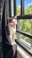 Kyanwa Mata 'Yar Gauraye Ta Turkish Angora, Watan 6-12 - 5