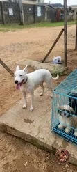 Purebred American Pit Bull Terrier - 1+ Year Male - 1