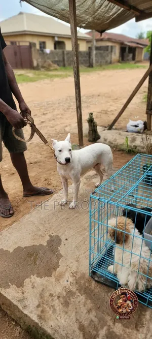 Purebred American Pit Bull Terrier - 1+ Year Male