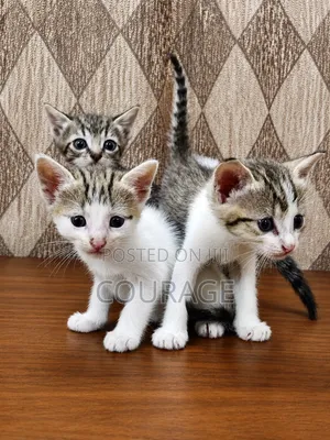 Male Mixed Breed Kitten, 1-3 Months Old
