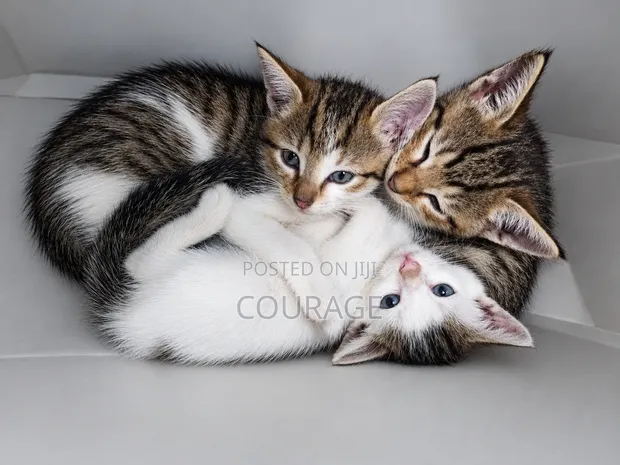 Male Mixed Breed Kitten, 1-3 Months Old - 1