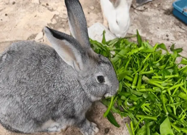 Rabbit Post Werner's - Quality Breeds Available - 1
