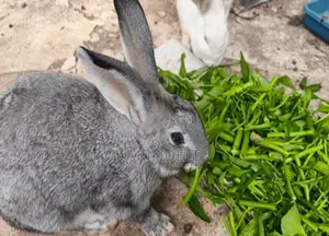 Rabbit Post Werner's - Ingantattun Nau'o'in Dabbobi Akwai
