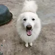 Purebred Samoyed Male, 1+ Year Old - 1