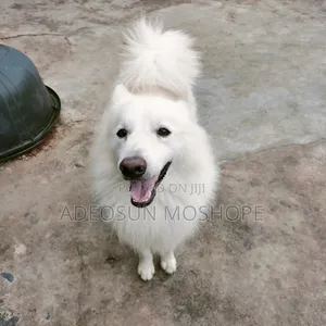 Purebred Samoyed Male, 1+ Year Old