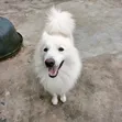 Purebred Samoyed Male, 1+ Year Old - 2
