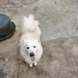 Purebred Samoyed Male, 1+ Year Old - 3