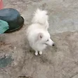 Purebred Samoyed Male, 1+ Year Old - 4