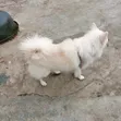 Purebred Samoyed Male, 1+ Year Old - 5