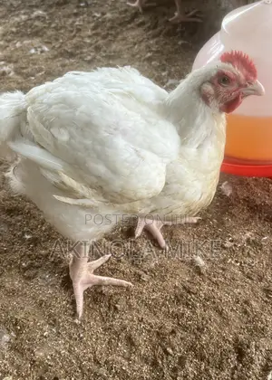 Live Broiler Chickens for Sale