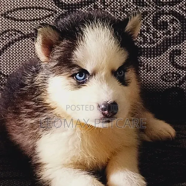 1-3 Month Female Purebred Siberian Husky - 1