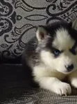 1-3 Month Female Purebred Siberian Husky - 2
