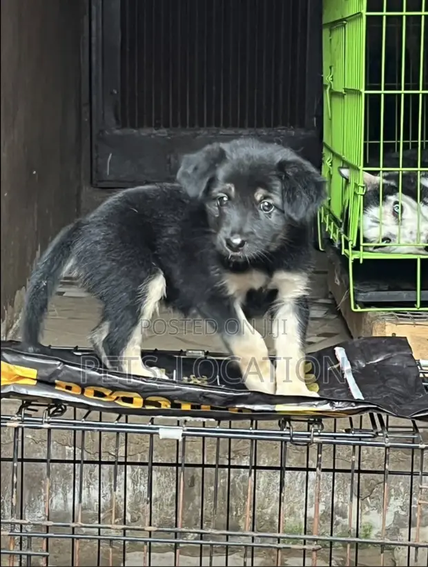 1-3 Months Female Purebred German Shepherd Puppy - 1