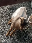 Healthy Male Goat - 1