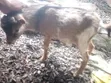 Healthy Male Goat - 2