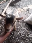 Healthy Male Goat - 3