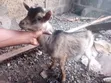 Healthy Male Goat - 4