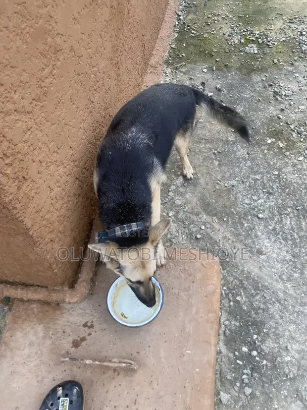 Purebred German Shepherd, 6-12 Months Female - 1
