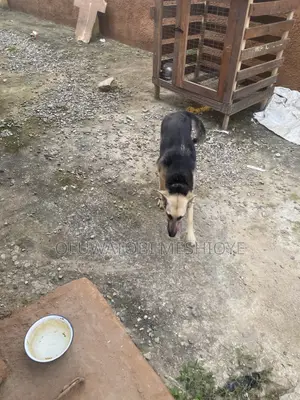 Purebred German Shepherd, 6-12 Months Female