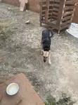 Purebred German Shepherd, 6-12 Months Female - 2