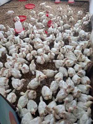 Agrited Broilers - Na Makonni 2, Girman Cikakken