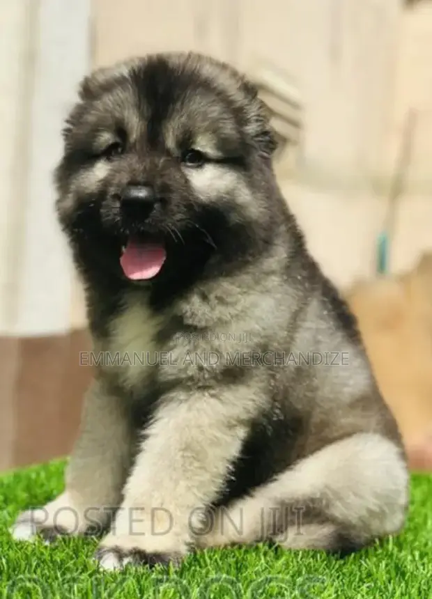 Female Purebred Caucasian Shepherd Puppy (1-3 Months) - 1