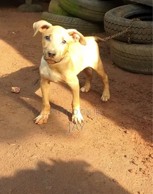 3-6 Watan Jinin Cikakken Kare na American Pit Bull Terrier Namiji