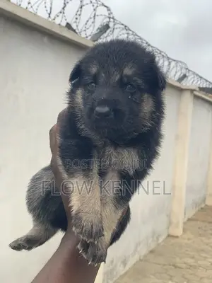 Kare German Shepherd Mace (Wata 0-1)