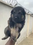 Kare German Shepherd Mace (Wata 0-1) - 1