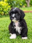 Purebred Lhasa Apso 'Yan Kura (1-3 Watan) - 1