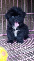 Purebred Lhasa Apso 'Yan Kura (1-3 Watan) - 2