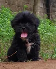 Purebred Lhasa Apso 'Yan Kura (1-3 Watan) - 3