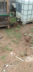 Filin Ikoyi Mai Kyau Don Siyarwa - Girma Daban-daban - 3