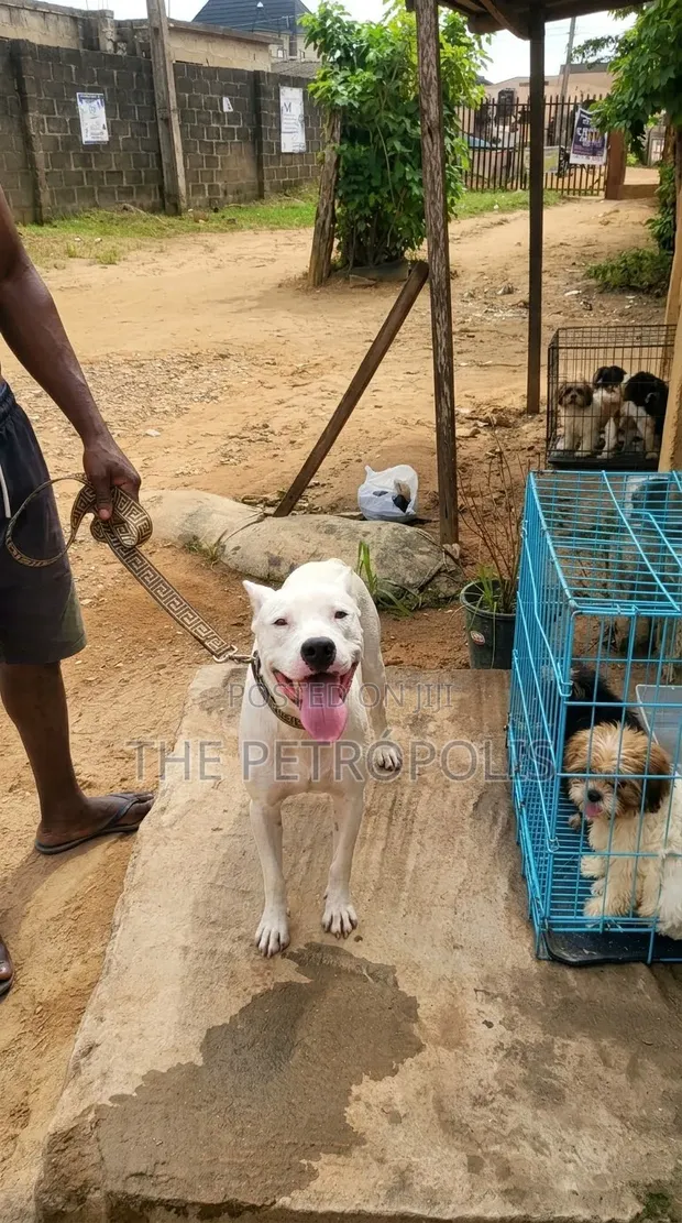 Purebred American Pit Bull Terrier - Namiji, 1+ Shekara - 1
