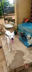 Purebred American Pit Bull Terrier - Namiji, 1+ Shekara - 2