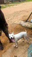 Purebred American Pit Bull Terrier - Namiji, 1+ Shekara - 3