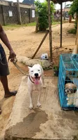 Purebred American Pit Bull Terrier - Namiji, 1+ Shekara - 4