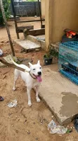 Purebred American Pit Bull Terrier - Namiji, 1+ Shekara - 5