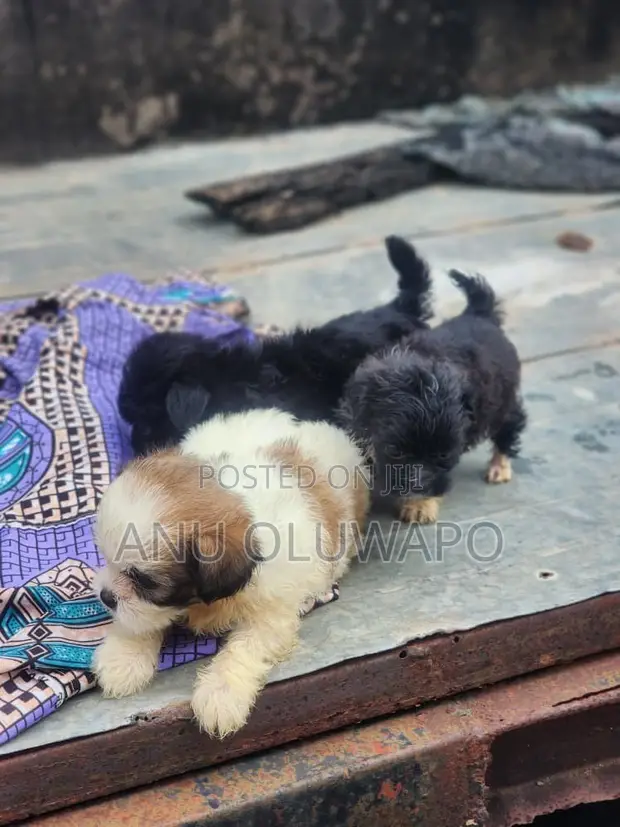 Zuriar Lhasa Apso Mai Kyau (Wata 1-3) - 1