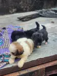 Purebred Lhasa Apso Puppies (1-3 Months) - 1