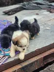 Purebred Lhasa Apso Puppies (1-3 Months) - 2