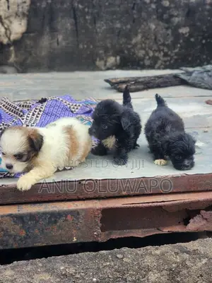 Purebred Lhasa Apso Puppies (1-3 Months)