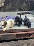Purebred Lhasa Apso Puppies (1-3 Months) - 3
