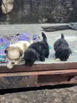 Purebred Lhasa Apso Puppies (1-3 Months) - 4