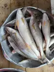 Assorted Raw Foodstuffs - 4