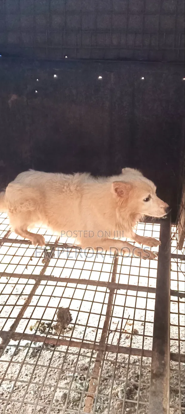 Karenam American Eskimo Namiji (Wata 6-12) - 1