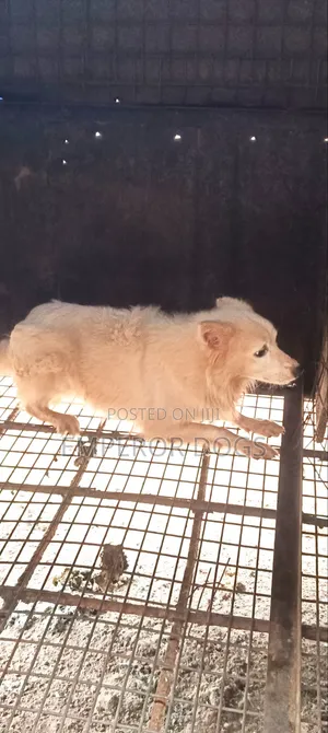 Karenam American Eskimo Namiji (Wata 6-12)