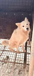 Karenam American Eskimo Namiji (Wata 6-12) - 2